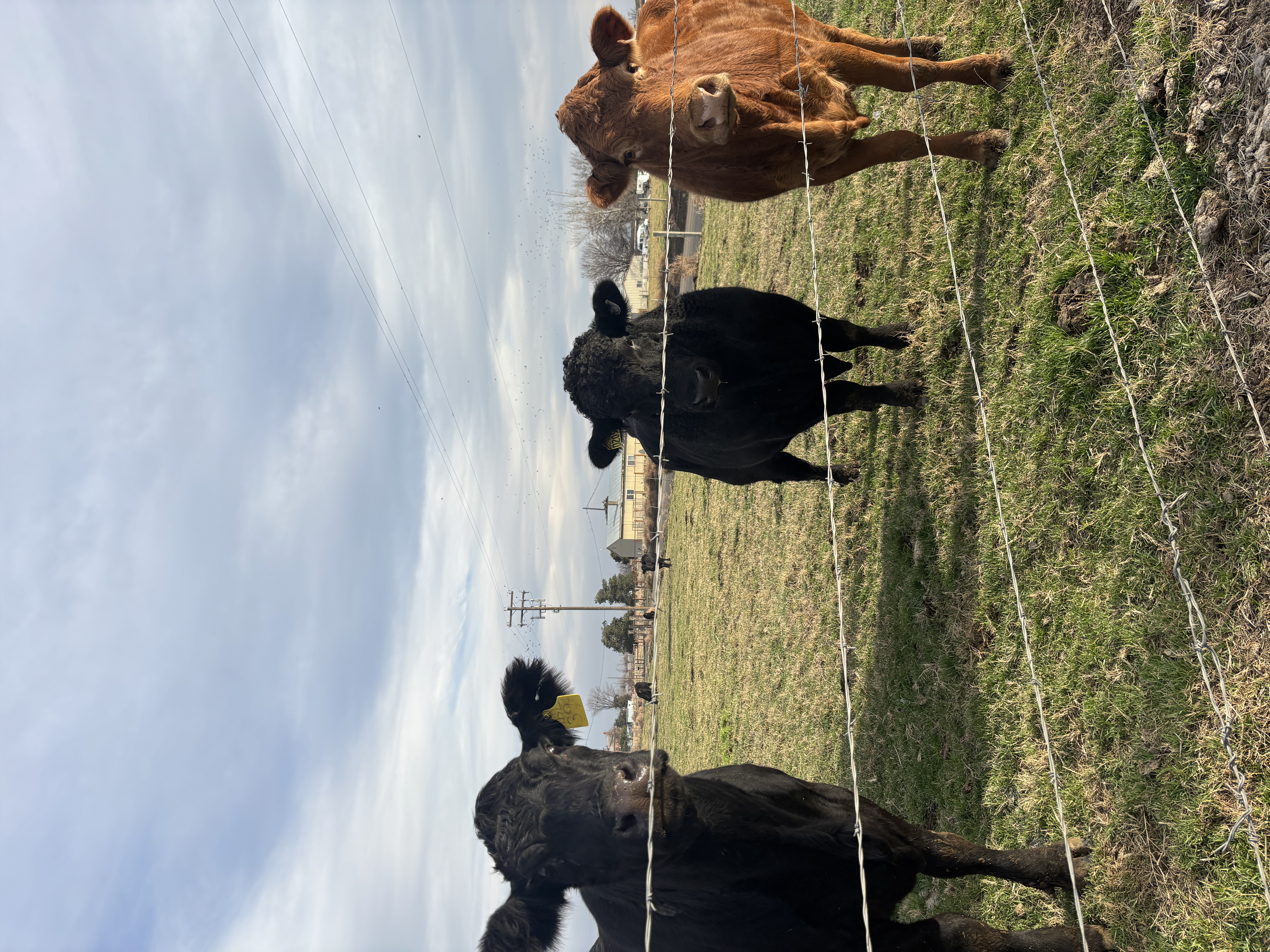 The cows are very friendly and will welcome you with a moo as you enter the store